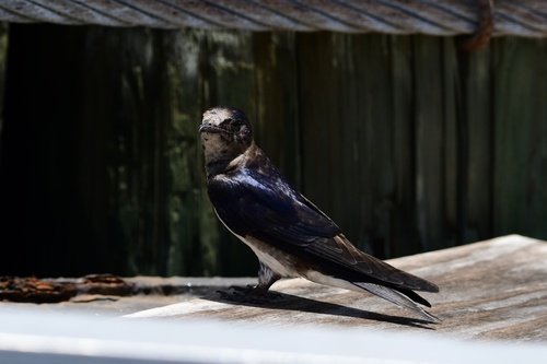 Cuban Martin (Progne cryptoleuca), photo 8
