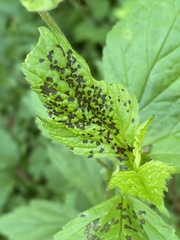 Poecilocapsus lineatus