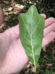 Quercus arkansana