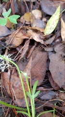 Ranunculus petiolaris