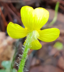 Ranunculus petiolaris