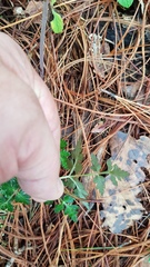 Ranunculus petiolaris