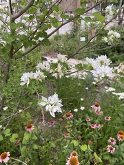 Bauhinia lunarioides