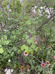 Bauhinia lunarioides