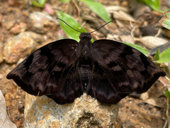 Achlyodini