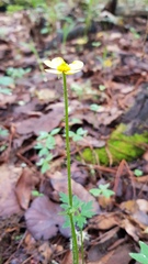 Ranunculus petiolaris