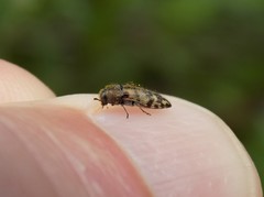 Acmaeodera mixta
