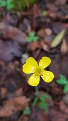 Ranunculus petiolaris