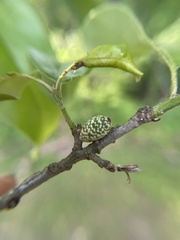 Amphibolips ellipsoidalis
