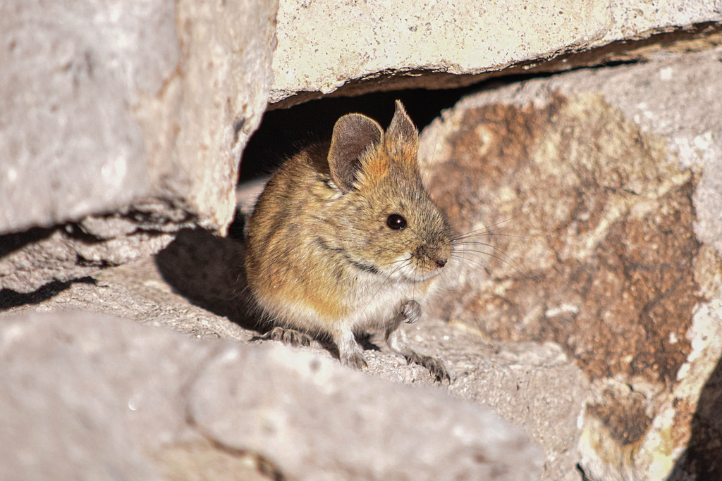 Bolivian Big Eared Mouse From Parinacota Arica Y Parinacota Chile On May 12 2022 At 1013 Am 