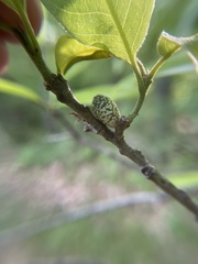 Amphibolips ellipsoidalis