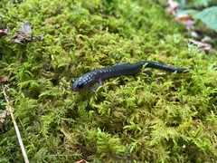 Plethodon montanus