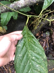 Compsoneura mexicana