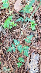 Ranunculus petiolaris