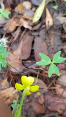 Ranunculus petiolaris