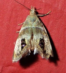 Prochoreutis extrincicella