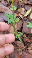 Ranunculus petiolaris