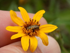 Acmaeodera mixta
