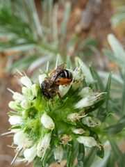 Eucera gracilipes