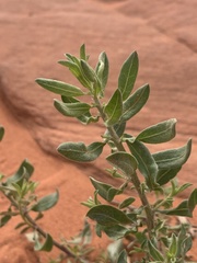 Heterotheca cinerascens