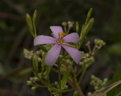 Sabatia brachiata