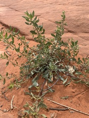 Heterotheca cinerascens