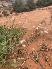 Heterotheca cinerascens