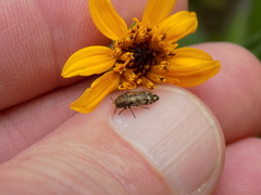 Acmaeodera mixta