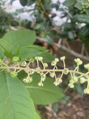 Phytolacca americana