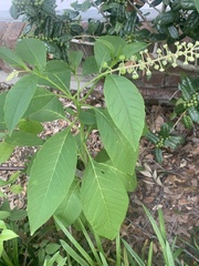 Phytolacca americana