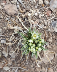 Frasera albomarginata