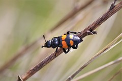 Nicrophorus hebes