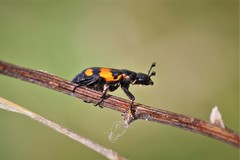 Nicrophorus hebes