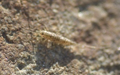 Petrobius