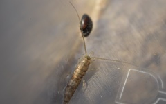 Nephus redtenbacheri