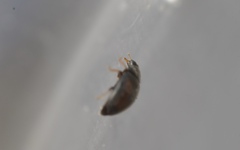 Nephus redtenbacheri