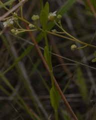 Sabatia brachiata