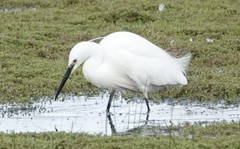 Egretta garzetta