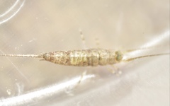 Petrobius