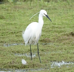 Egretta garzetta