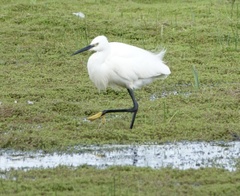 Egretta garzetta
