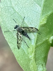 Furia ithacensis