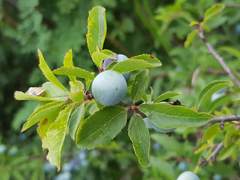 Prunus spinosa