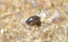 Nephus redtenbacheri