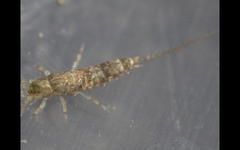 Petrobius