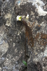 Draba siliquosa