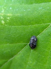 Penthimia americana