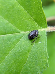 Penthimia americana