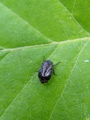 Penthimia americana