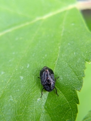 Penthimia americana